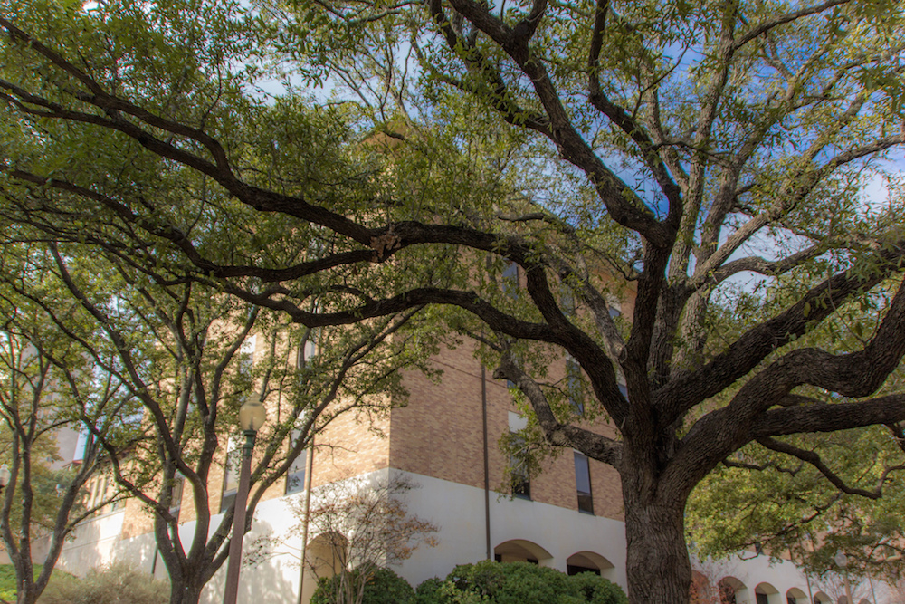 Austin trees