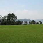 Which Type of Grass Should I Use for My Tampa Lawn?