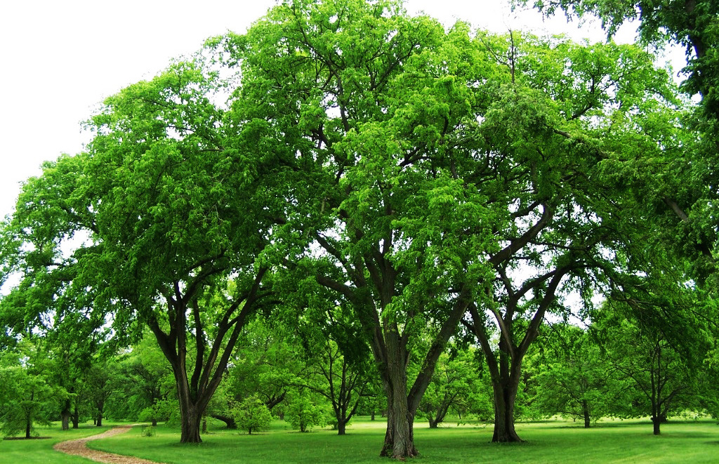 North Dakota tree