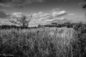 Photo: Flickr/Troy Williams
