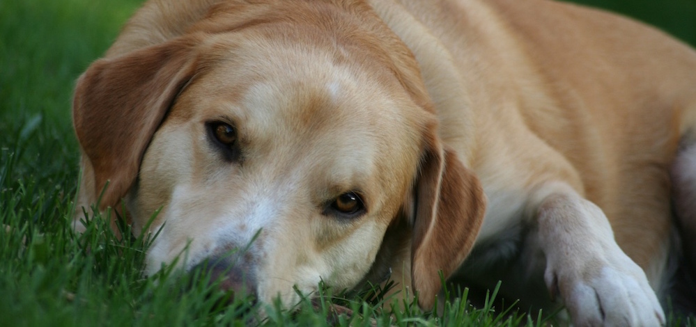 dog on lawn