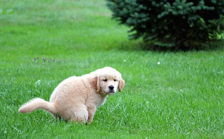 dog-pooping.jpg