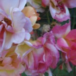 Exclusive: National Gardening Association Turns Over a New Leaf