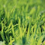 When To Plant Grass Seed? [Video]