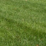 LawnStarter Survey: Lawn Care Providers Very Optimistic About 2016