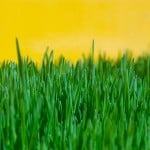 When Should I Fertilize My Lawn? [Video]