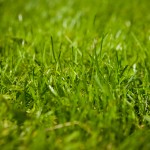 Thinking of Getting Rid of Your Lawn? Read This First