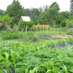 The 10 States That Dig Gardening the Most (According to Google)
