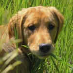 Is It OK for Your Dog to Eat Grass?