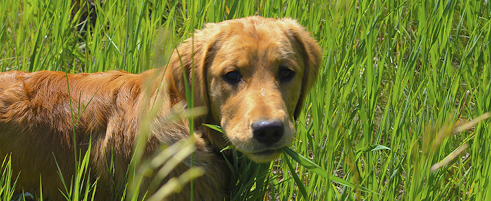 dog-friendly fertilizers for your provo, UT lawn