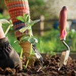 Are Gardeners ‘Feeling the Bern’ in Presidential Race?