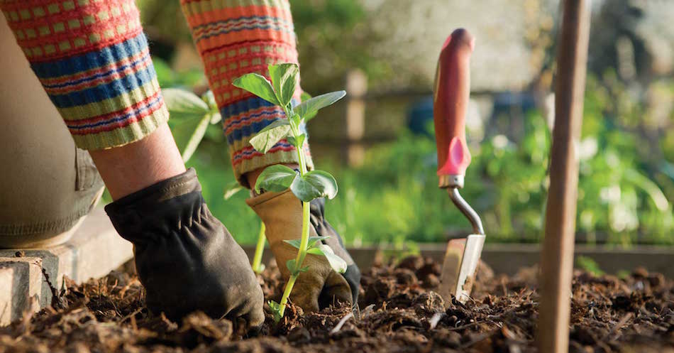 gardening