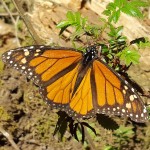 19 Amazing Facts About the Monarch Butterfly