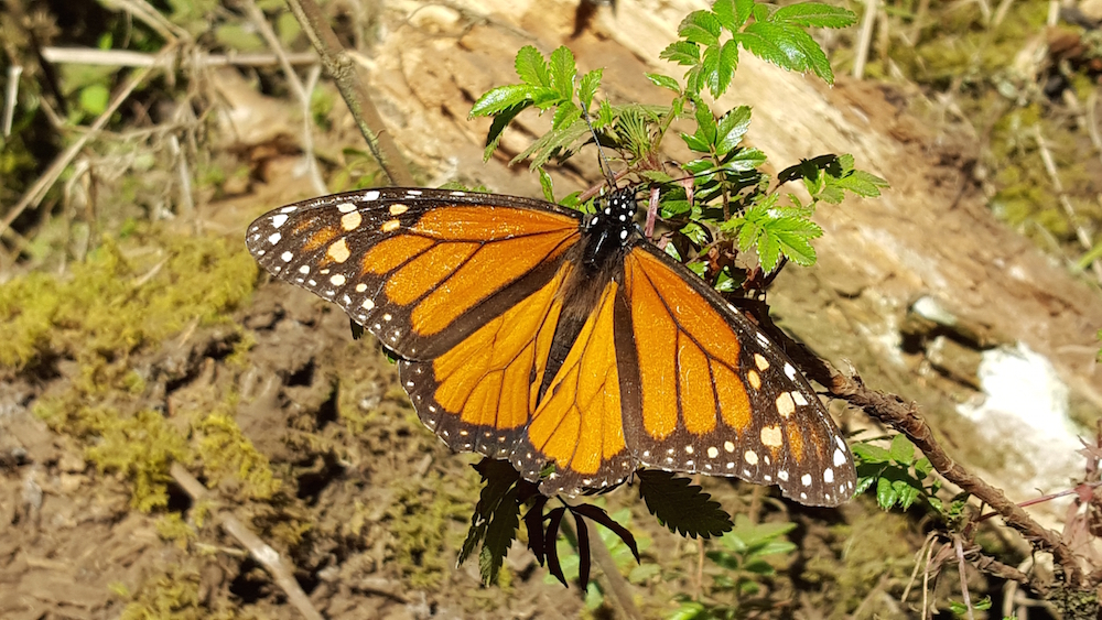 monarch butterfly