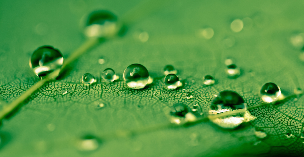 leaf with water drops