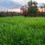 10 Lawn Care Tips for Nashville, TN
