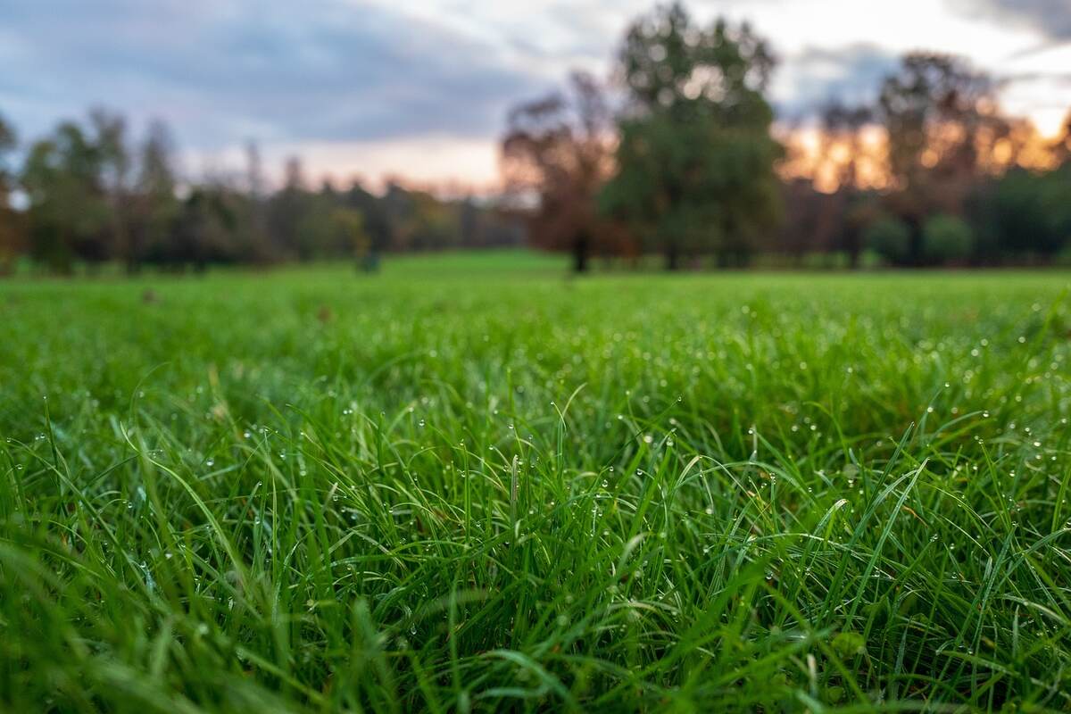 A grass of lawn with dew drops on it
