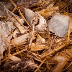 Which Mulch Should You Use in Your Richmond, VA Flowerbed?