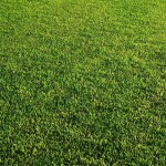 4 Lawn Care Tips for Tampa Bay, FL