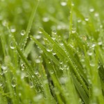 5 Lawn Care Tips for Richmond, VA