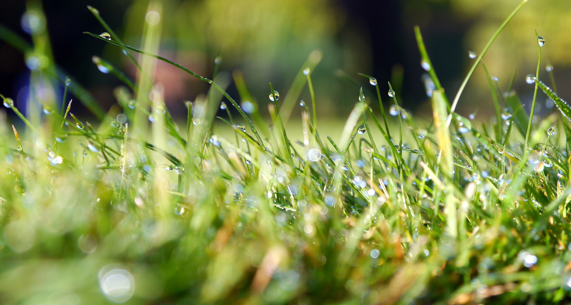 atlanta grass watering tips