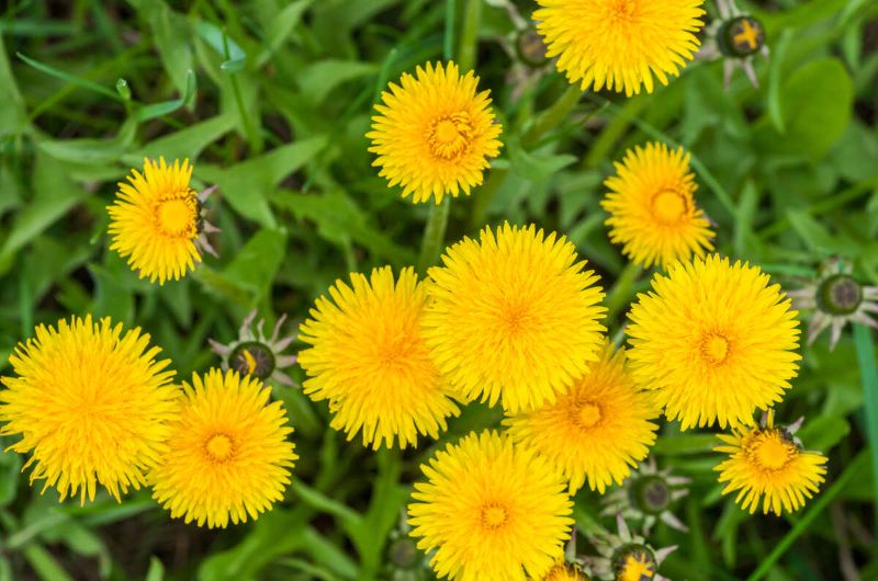 Blooming yellow dandelions in green grass