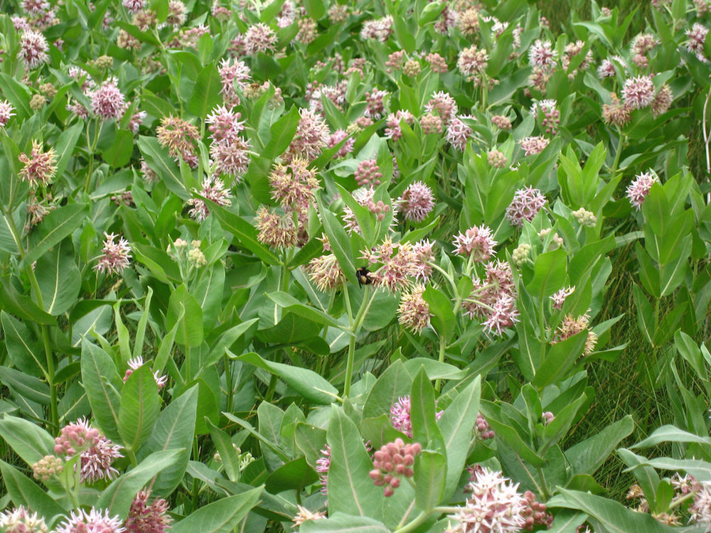 milkweed