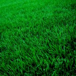 What Type of Grass Should I Plant in Raleigh, NC?