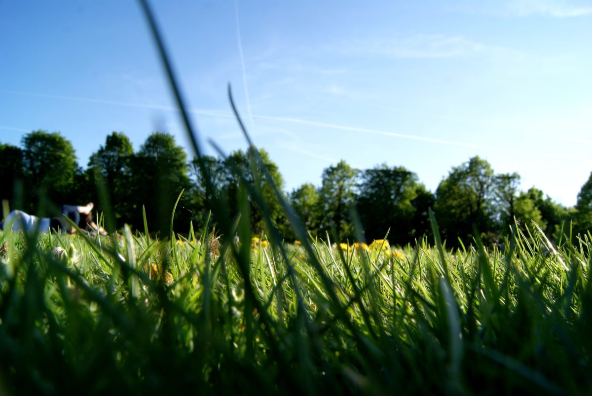 Sun hitting grass