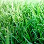 6 Best Grass Types For Richmond, VA