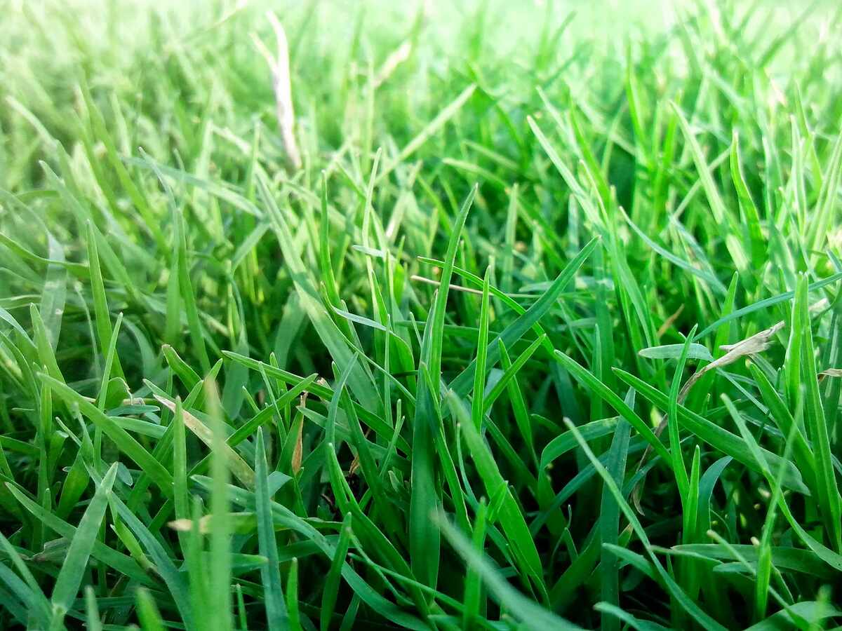 grass