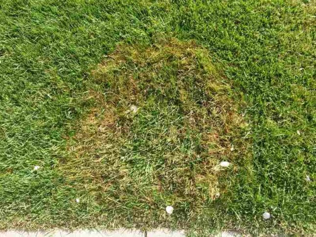 turfgrass with a fungal disease on it