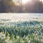 11 Crucial Winter Lawn Care Tips for Atlanta