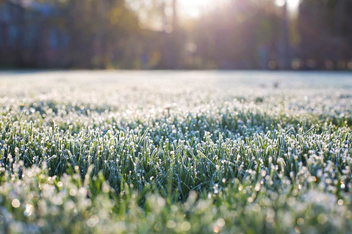 early morning frost on grass in winter