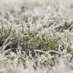 A Prep Guide to Winter Lawn Care in Tampa