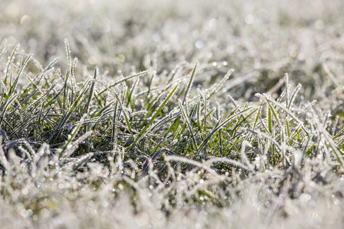 closeup image of frost grass in winter