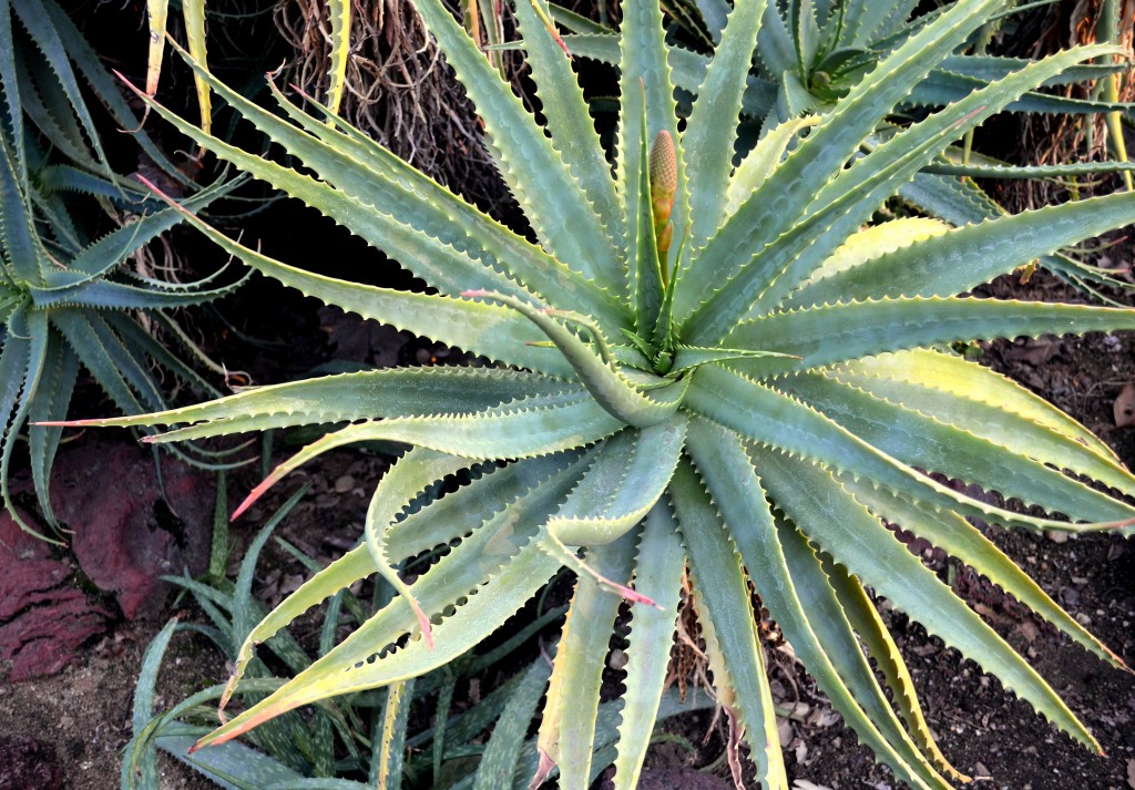 aloe