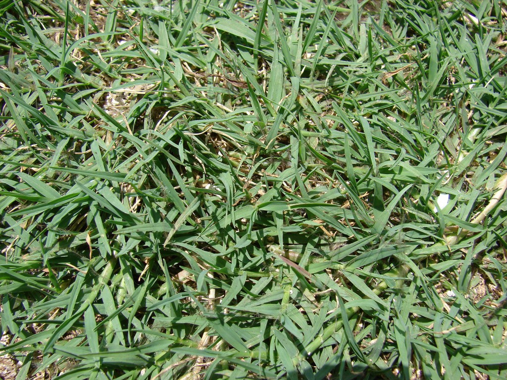 seasonal-lawn-maintenance-guide-for-atlanta-lawnstarter