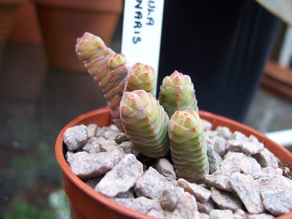 crassula