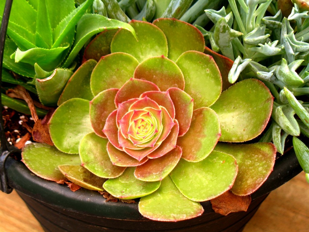echeveria