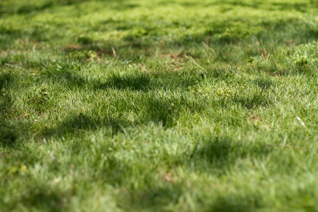 fescue-lawn
