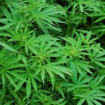 The 12 Best Cities for Growing Marijuana Outdoors