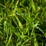 The Best Grass to Establish a Lawn in Richmond, VA