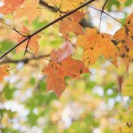 5 Easy Fall Lawn Care Tips for the Upcoming Season