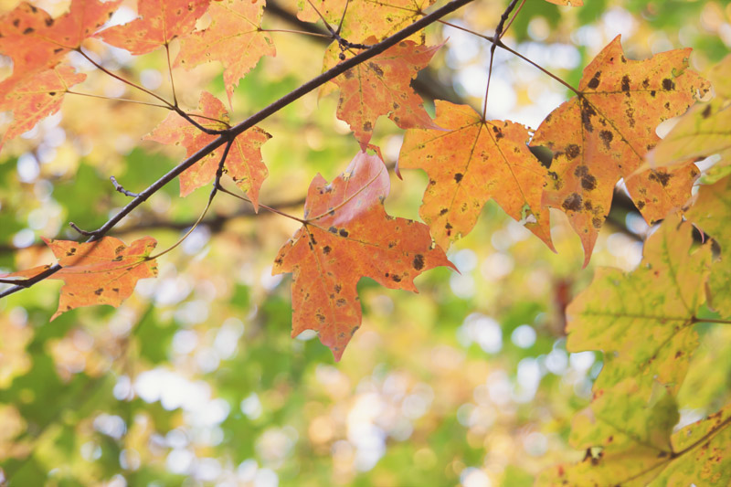 fall-leaves