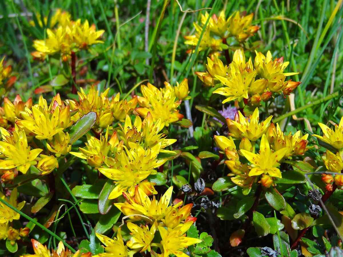 A yellow colored sedum stonecrop