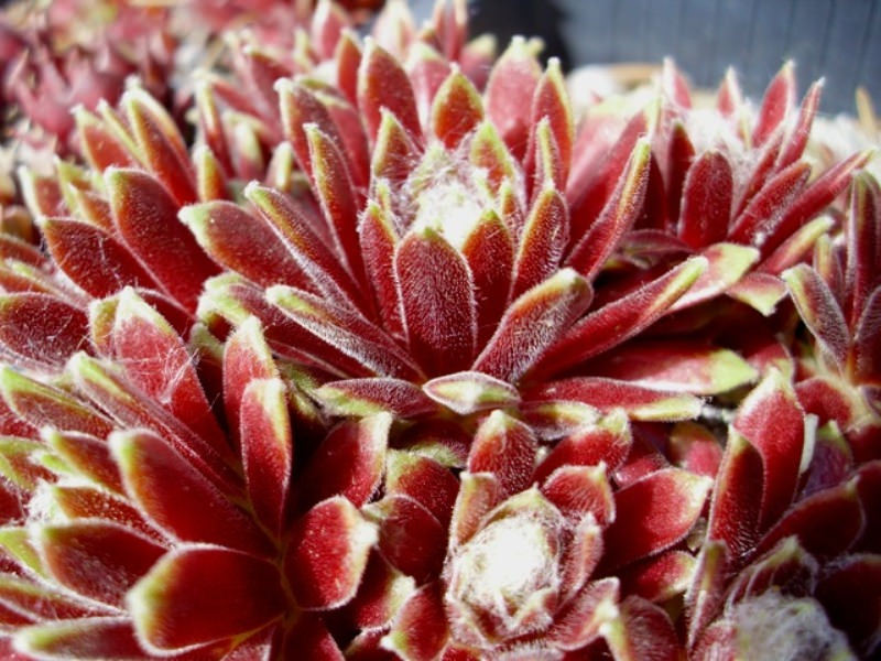 sempervivum
