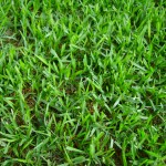 The Pitfalls of Planting St. Augustine Grass in Hammond, LA