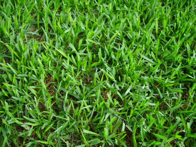 Guide to Common Grass Types in Greenville, SC Lawnstarter