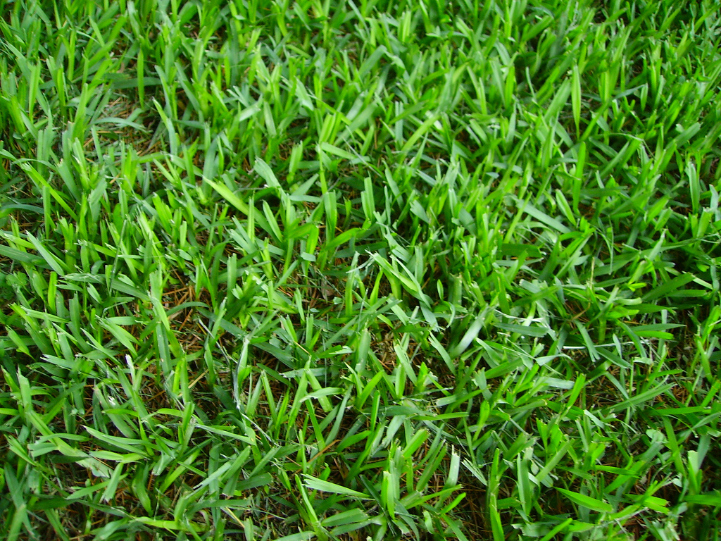 Close-up of St. Augustine grass